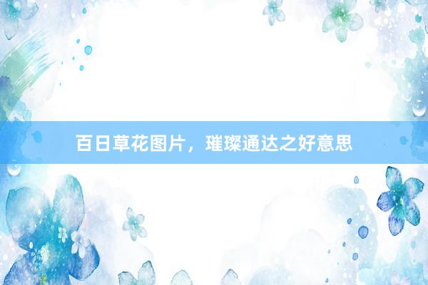 百日草花图片，璀璨通达之好意思